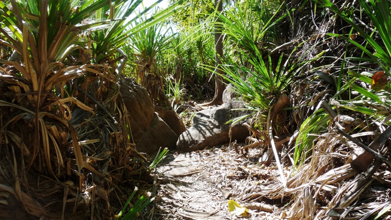 Wandern im Lawn Hill NP